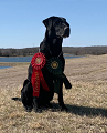 Wight’s The Dark Side QA2 Vader earned a 2nd place in the Amateur AND a JAM in the Open  at the PRTA Field Trial in Bonham Tx